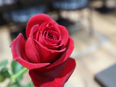 Photo, rose, copy space, crimson, 