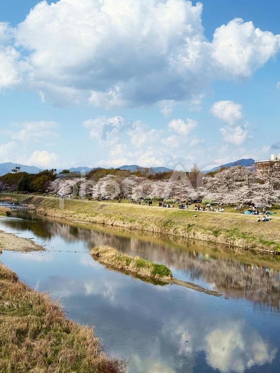 花咲く河川敷の休日 春,桜並木,川沿いの写真素材