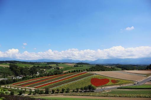 四季彩の丘1 四季彩の丘,北海道,花畑の写真素材