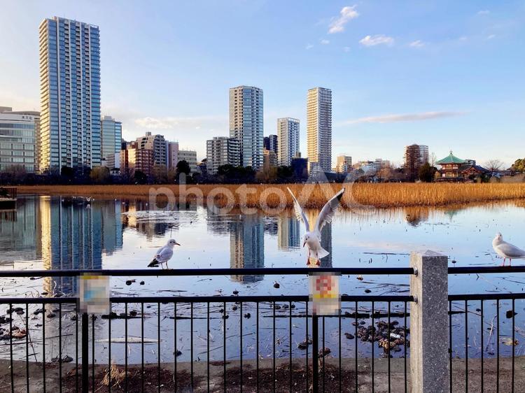 東京風景・不忍池 不忍池,カモメ,鳥の写真素材