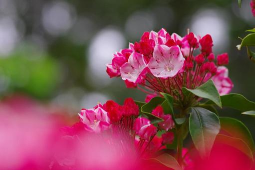 カルミア 赤い花 夏の花 カルミア 赤い花 夏の花 カルミア,赤い花,夏の花の写真素材