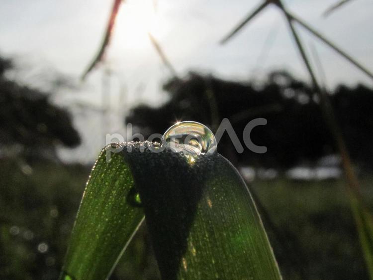 水滴と緑の葉と朝日Water drops 水滴,すいてき,waterの写真素材