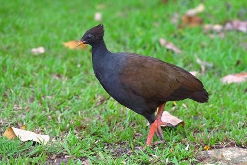 たくましい脚のオーストラリアツカツクリの写真