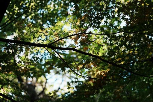 紅葉前もみじ 紅葉,緑,緑紅葉の写真素材