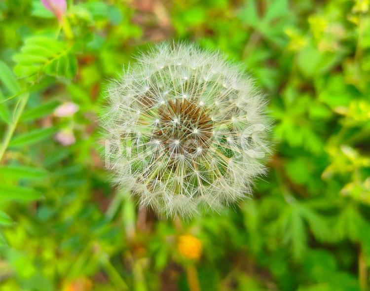 たんぽぽの綿毛 たんぽぽの綿毛,たんぽぽ,綿毛の写真素材