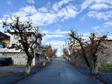 住宅街の坂道　午前中　冬の朝 冬,朝,枯れ木の写真素材