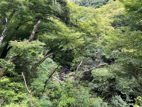 明治の森 箕面国定公園 明治の森 箕面国定公園の写真