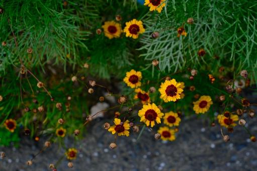 Coreopsis, JPG Coreopsis, JPG