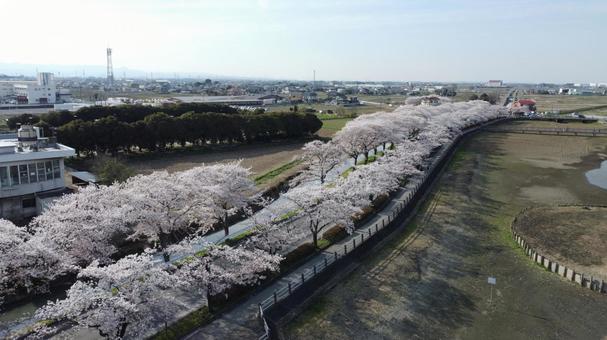 伊佐沼公園　桜並木 桜,春,自然の写真素材