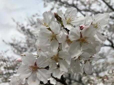 桜 桜の写真