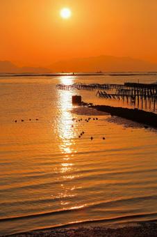 朝焼けの金色の海に鴨泳ぐ-1 朝焼けの金色の海に鴨泳ぐ-1 朝日,朝焼け,年賀状の写真素材