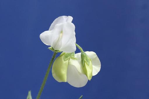 スイートピーの花 スイートピーの花の写真