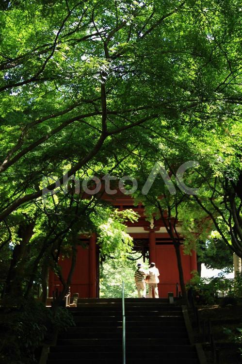 新緑 新緑,寺,門前の写真素材