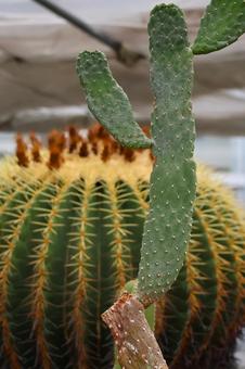 温室のサボテン サボテン,トゲ,グリーンの写真素材