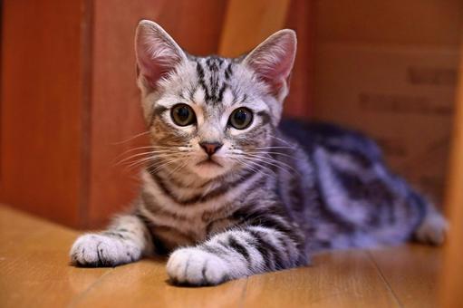 カメラ目線な子猫 カメラ目線な子猫 子猫,kitten,ネコの写真素材