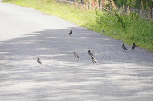 道を歩くムクドリ 道を歩くムクドリの写真