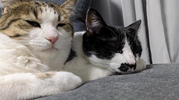 猫のいる暮らし 猫のいる暮らし キジシロ,ハチワレ,癒しの写真素材