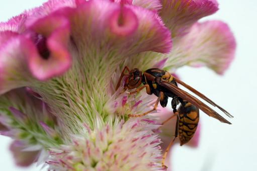 セグロアシナガバチ(3) セグロアシナガバチ(3)の写真