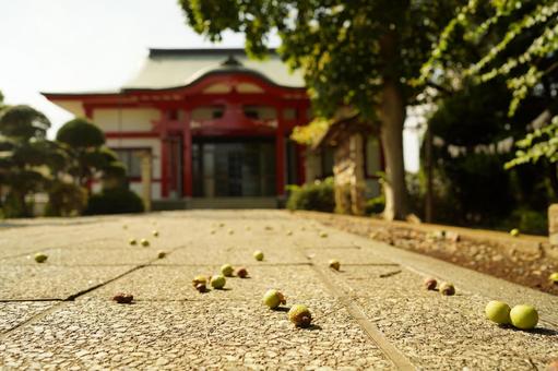 土浦市、真延寺参道に散らばっている木の実 土浦市、真延寺参道に散らばっている木の実の写真