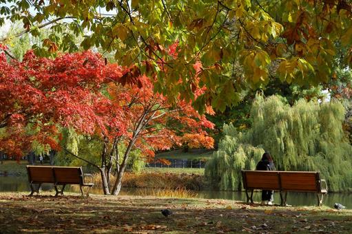 中島公園の秋模様５ 紅葉,黄葉,秋模様の写真素材