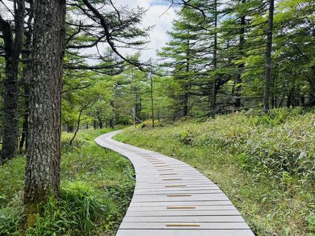 Photo, woods, scattered road, a walk, 