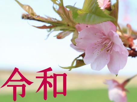 元号 新元号,令和,桜の写真素材