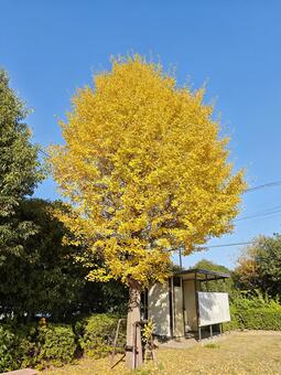 輝くイチョウと澄んだ青空 イチョウ,銀杏,イチョウの木の写真素材