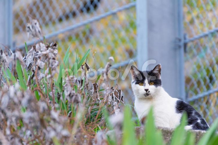 白黒の野良猫ちゃん ネコ,野良猫,可愛いの写真素材