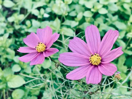 コスモスの花 コスモス,秋桜,ピンクの写真素材