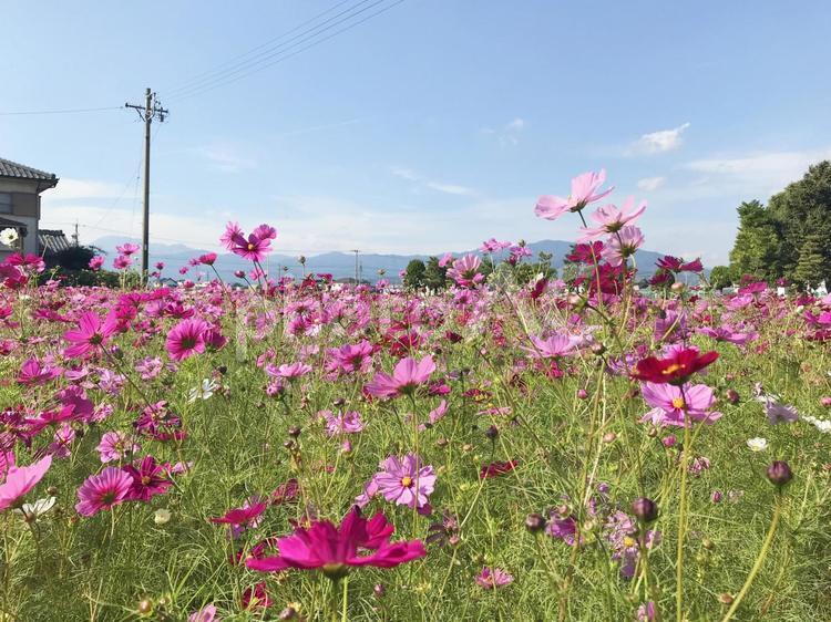 休耕田のコスモス畑 コスモス,コスモス畑,休耕田の写真素材
