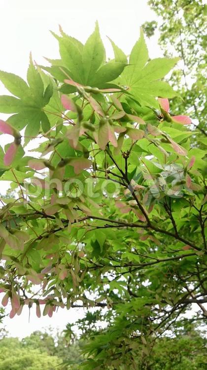新緑のもみじともみじの種 もみじ,もみじの種,新緑のの写真素材