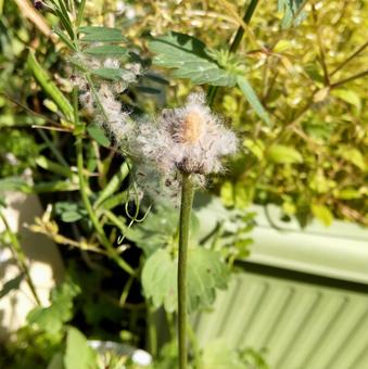 アネモネの種 アネモネの種 アネモネ,種,グリーンの写真素材