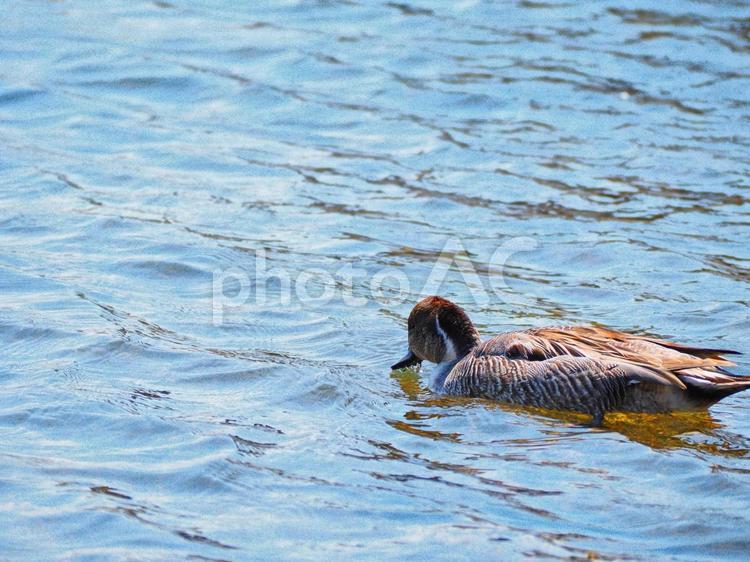マガモ１１ マガモ,カモ,渡り鳥の写真素材