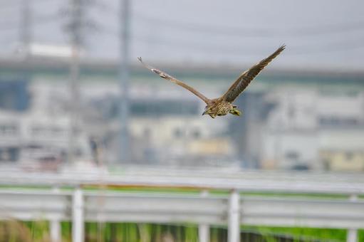 ホシゴイ⑸ ホシゴイ⑸の写真
