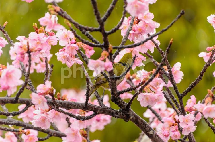 桜に囲まれるメジロ メジロ,鳥,野鳥の写真素材