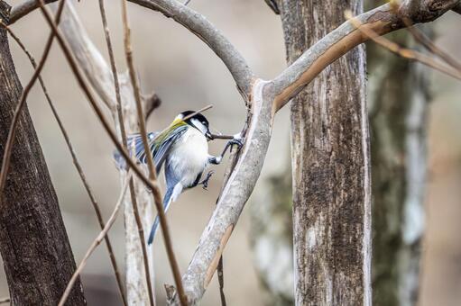 シジュウカラ(218) 鳥,シジュウカラ,野鳥の写真素材