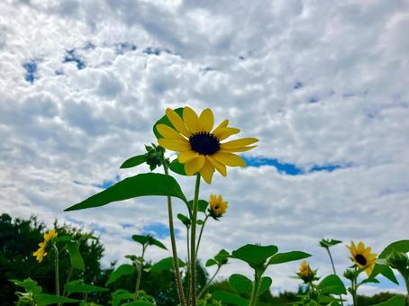 白い雲とひまわり 白い雲とひまわり ひまわり,ヒマワリ,夏の写真素材