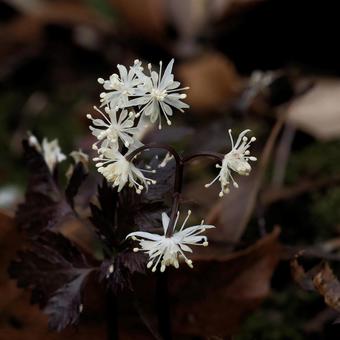 Photo, seribauren, mountain grass, early spring, 
