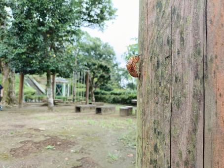 セミの抜け殻 セミの抜け殻の写真
