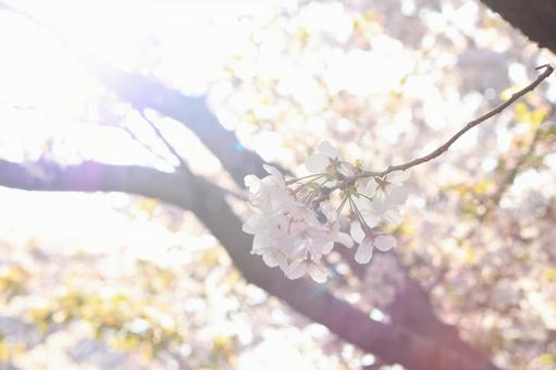桜 桜の写真