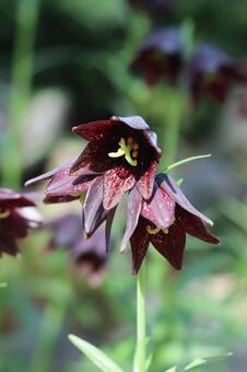 クロユリ クロユリ,花,植物の写真素材