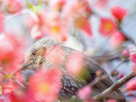 ボケの花とヒヨドリ ボケの花とヒヨドリの写真