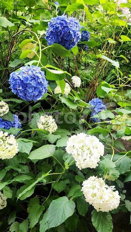 青と白のあじさい あじさい,紫陽花,花の写真素材