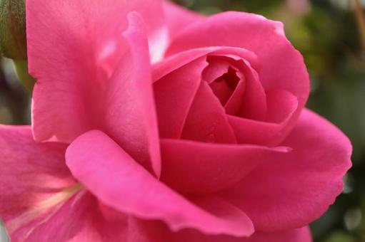 バラ園に咲く綺麗な薔薇を撮りました バラ園に咲く綺麗な薔薇を撮りましたの写真