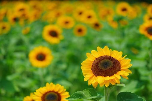 ヒマワリ 夏の花 黄色の花 ヒマワリ 夏の花 黄色の花の写真