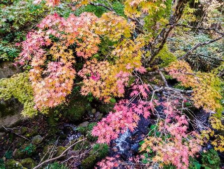 滝の下へと落ちるもみじの写真