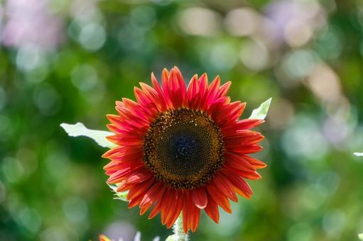 Photo, sunflower, red, flower, 