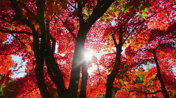 姫路城 好古園29 紅葉,もみじ,赤色の写真素材