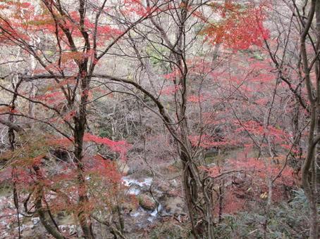 鹿又川渓谷の紅葉の写真