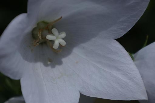 Photo, campanulaceae, flower, bellflower family, 